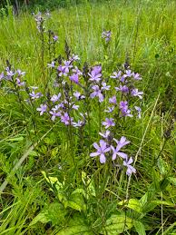 Image result for Buchnera usuiensis