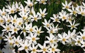 Background Hujan Bunga Bunga Lili Hujan Putih Beautiful Flower Flowers Beautiful Download 1 000 Gambar Rintik Hujan Menitik Grat Di 2020 Bunga Lili Menanam Bunga