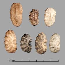 Image result for Commelina benghalensis