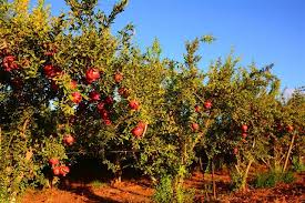First, a little about pollination. How To Grow And Take Care Of Pomegranate Trees Effectively Gardenerdy