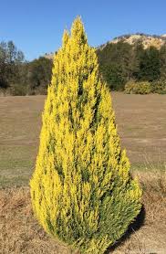 Image result for Cupressus macrocarpa