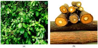 Image result for Diospyros abyssinica