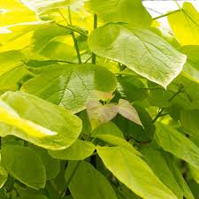 Image result for Catalpa bignonioides