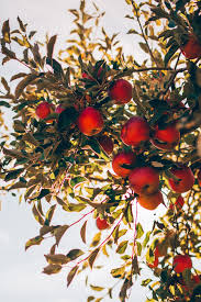 Epingle Sur Conseils Bien Etre Nutrition
