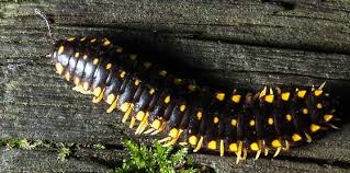 Black And Yellow Millipede North Carolina Yellow Black Centipede Apheloria Montana Bugguide Net