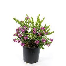 Image result for Polygalaceae