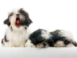 how long do shih tzus live puppies puppy litter puppy images