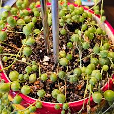 Image result for Senecio milanjianus