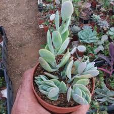 Image result for Kalanchoe rotundifolia
