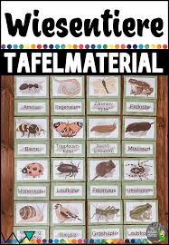 Tiere Der Wiese Bild Und Wortkarten Unterrichtsmaterial Im Fach Sachunterricht In 2020 Wortkarte Erzieherin Tipps Wiese