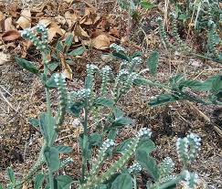 Image result for Heliotropium lineare