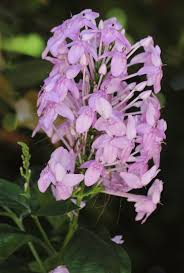 Image result for Pseuderanthemum ludovicianum