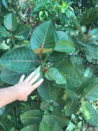 Image result for Ficus trichopoda