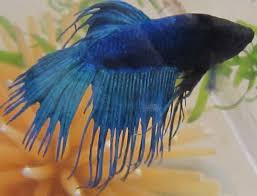 Medicine Or Water Change For Betta With Fin Rot My Aquarium Club