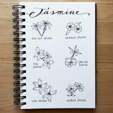 alice on instagram j a s m i n e doodles jasmine tell me how many different varieties do you ha jasmine flower tattoos jasmine drawing flower drawing