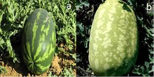 Image result for Citrullus lanatus