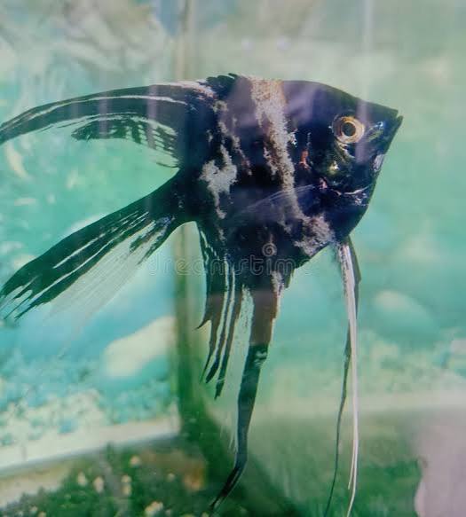 Manfish Stock Photos - Free & Royalty-Free Stock Photos from Dreamstime