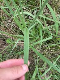 Image result for Paspalum urvillei
