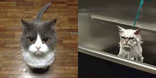 Dalam blog mamikos kamu bisa memperoleh banyak sekali informasi. Lucunya Ekspresi Kucing Kala Marah Jangan Berani Macam Macam Dream Co Id