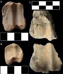 Sharks don't roam all areas of the ocean as some people fear. Early African Muslims Had A Halal And Cosmopolitan Diet Discovery Of Thousands Of Ancient Animal Eurekalert Science News