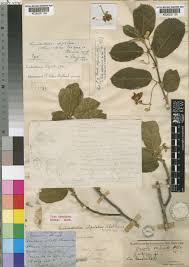 Image result for Buchnerodendron