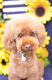 Maybe you would like to learn more about one of these? Bubbles Pet Spa Mangalore Hessumobiili