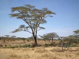 Image result for Senecio milanjianus