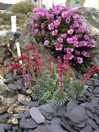 Alpine Gardener Hampshireags Twitter Alpine Garden Waterwise Garden Alpine Plants