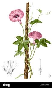 Image result for Merremia tuberosa