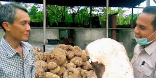 Harga bisa nego per kg nya, terima beres sampai pabrik di porong, jawa timur. Porang Raksasa Unik Senilai Rp 7 2 Miliar Asal Sumut Tembus Pasar 3 Negara Halaman All Kompas Com