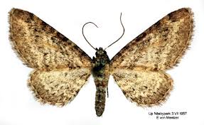 Image result for Eupithecia subumbrata