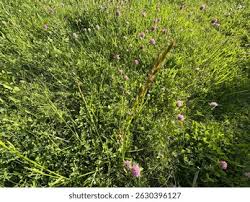 Image result for Lolium multiflorum