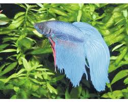Fisch Kampffisch Mannchen Betta Splendens Bei Hornbach Kaufen