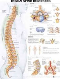 Human Spine Disorders Anatomical Chart Pdf Free Download