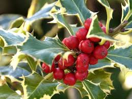 Zur besseren sichtbarkeit wird das wandtattoo in der vorschau in grau statt weiß dargestellt! Ilex Die Stechpalme Ist Wertvoll Fur Mensch Und Tier Gartenflora