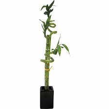 This plant is symbolizes of good luck, it's not only brings green color into you room, but also brings fortune and prosperity to household, business or people you care. Lucky Bamboo Double Indoor Foliage Mitre 10