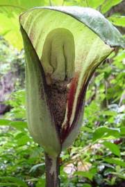 Image result for Amorphophallus goetzei