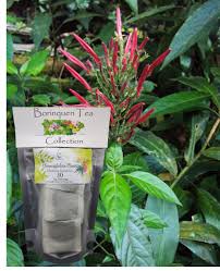 Image result for Justicia striata