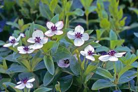 Image result for Cornaceae