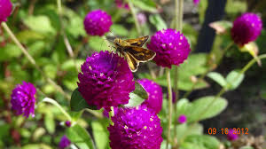 Pin On Flowers