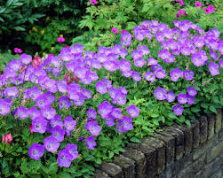 Campanula Carpatica Crece Hasta 20 Cms Planta Alpina Soporta Heladas Florece Primavera Y Verano Abundante Agua So Ground Cover Plants Plants Garden Seeds