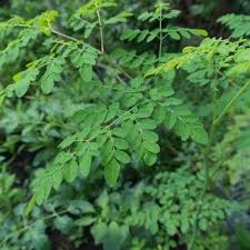 Image result for Moringaceae