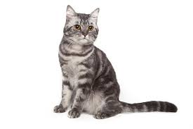 Check spelling or type a new query. American Shorthair Cat Breed Size Appearance Personality