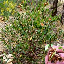 Image result for Dodonaea