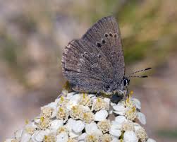 Image result for Satyrium macrophyllum