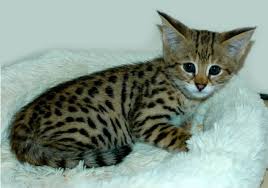 Hi i have 6 bengal x kittens for sale, i have 4 beautiful black/brown colour an grey/black colour one male and 3 females at £500 with a £150 deposit to secure your kitten. Scottish Bengal Kittens For Sale Savannah Kittens For Sale Scotland