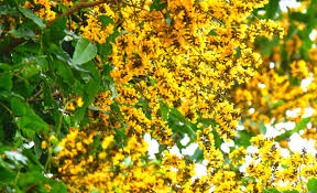 Image result for Pterocarpus