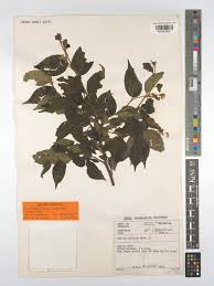 Image result for Rhamnus prinoides