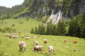 Mikalafuente topless Thothub is the home of daily free