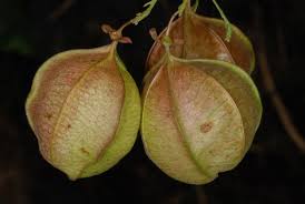 Image result for Cardiospermum